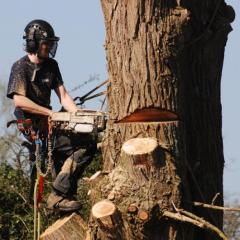 Affordable Tree Removal & cutting Services