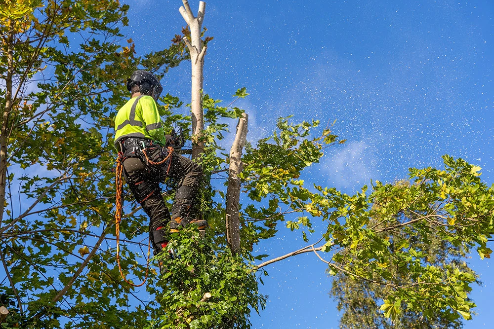 Guide to Tree Care